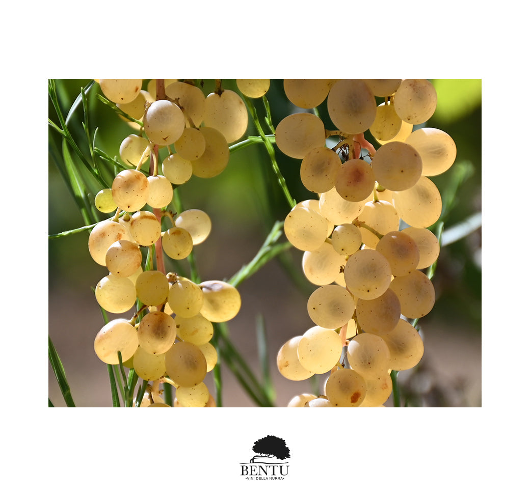 Arvesiniadu: tra storia, mito e identità di un vitigno antico