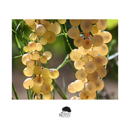 Arvesiniadu: tra storia, mito e identità di un vitigno antico